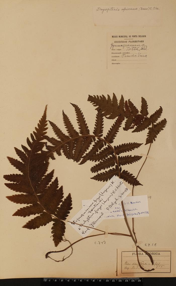 Stegnogramma pozoi (Lag.) K. Iwats.