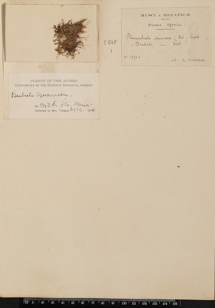 Tortella squarrosa (Brid.) Limpr.