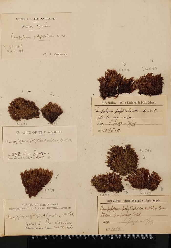 Campylopus pilifer Brid.;Campylopus pilifer Brid.;Campylopus pilifer Brid.;Campylopus pilifer Brid.