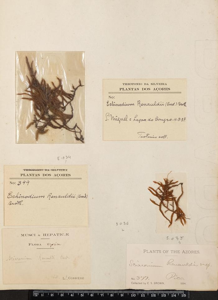 Echinodium renauldii (Cardot) Broth.;Echinodium renauldii (Cardot) Broth.