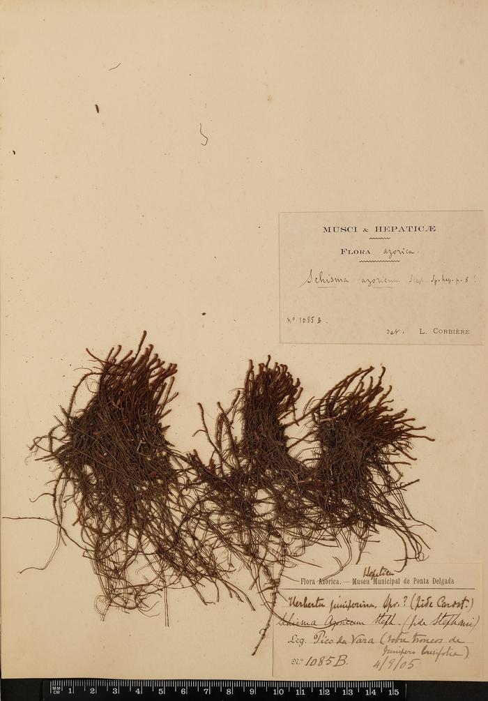 Herberta juniperina Spruce.