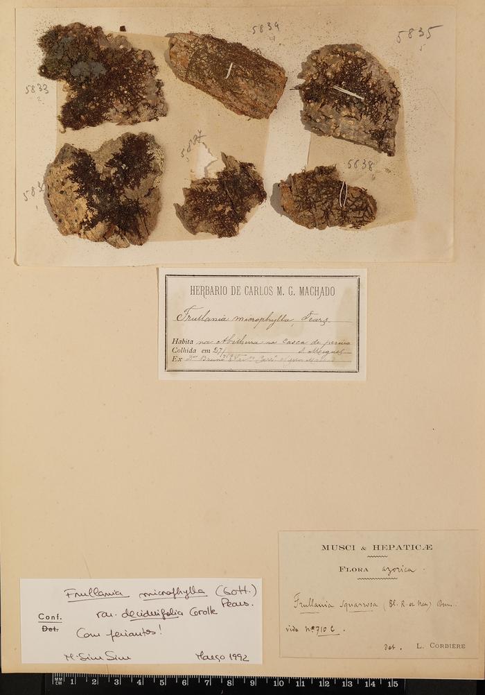 Frullania microphylla (Gottsche) Pearso