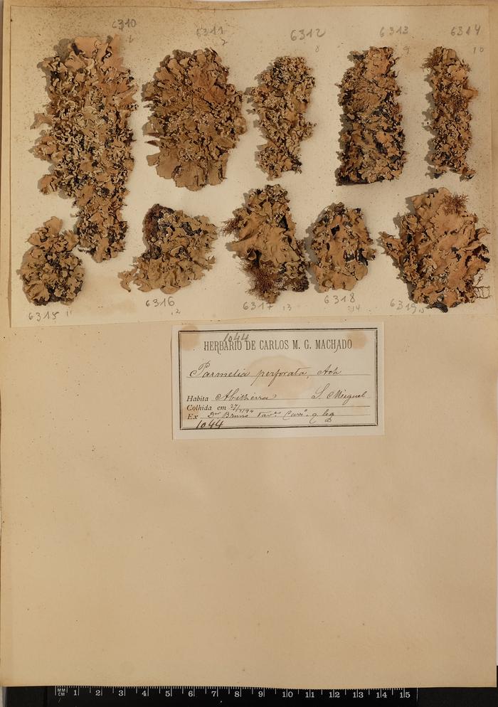 Parmotrema reticulatum (Taylor) M. Choisy
