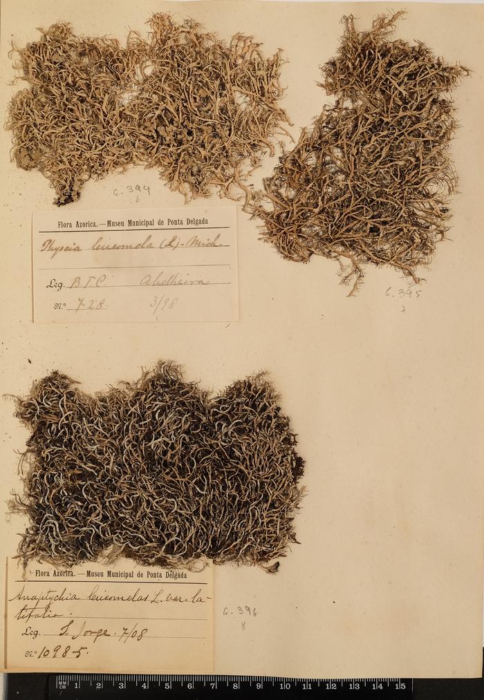 Physcia leucomelaena Ach.