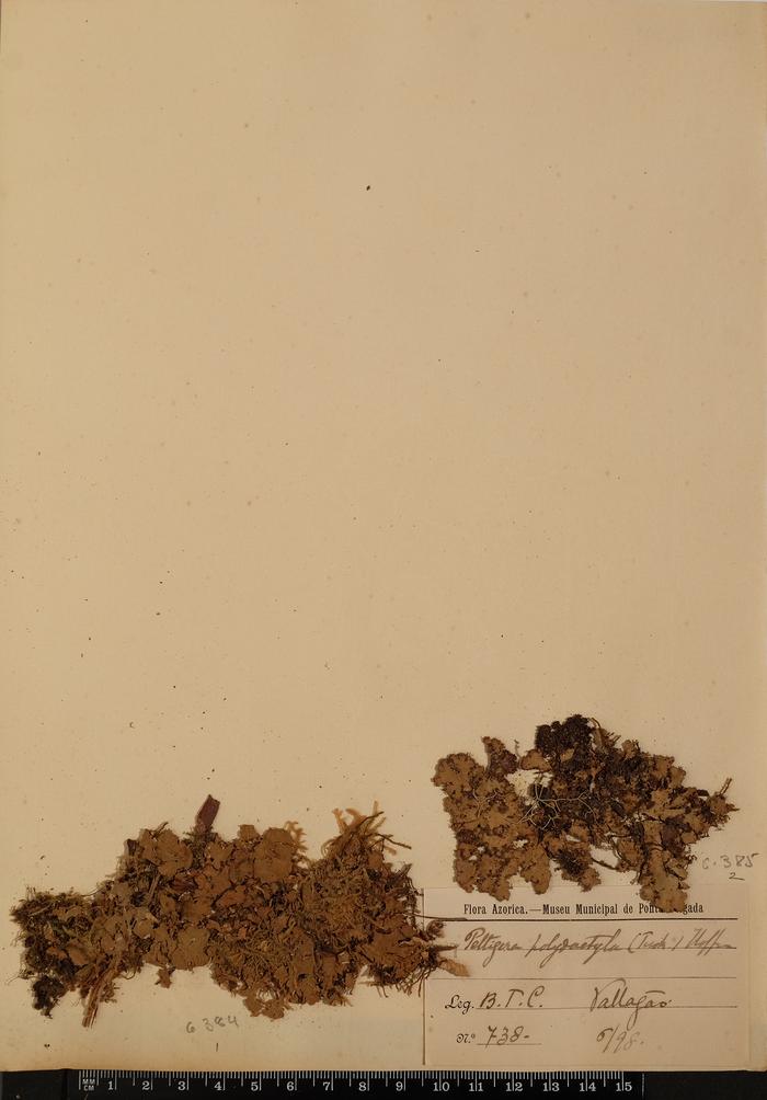 Peltigera polydactyla Hoffm.
