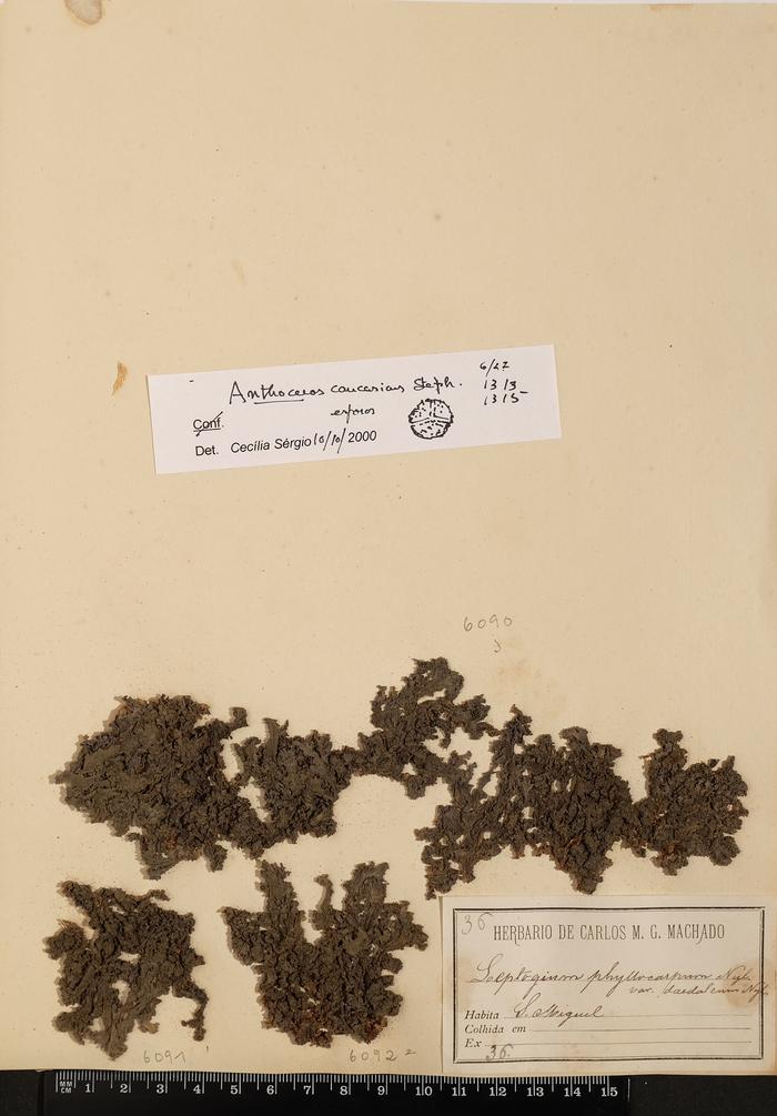 Leptogium phyllocarpum (Nyl.)