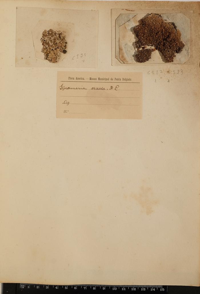 Squamaria crassa