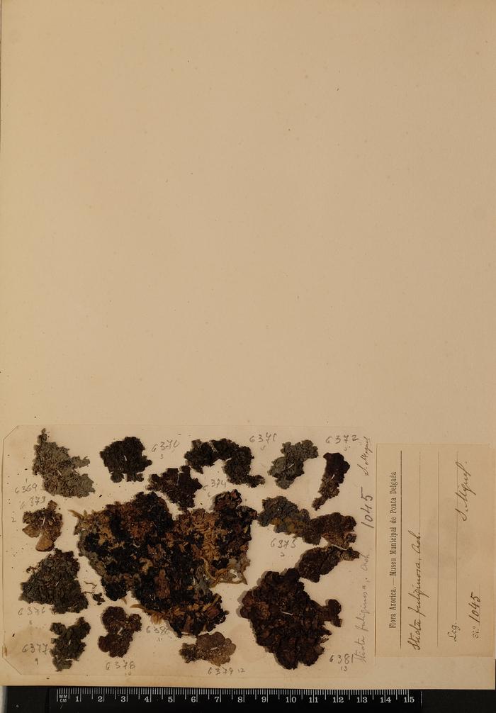 Sticta fuliginosa (Dicks.) Ach.