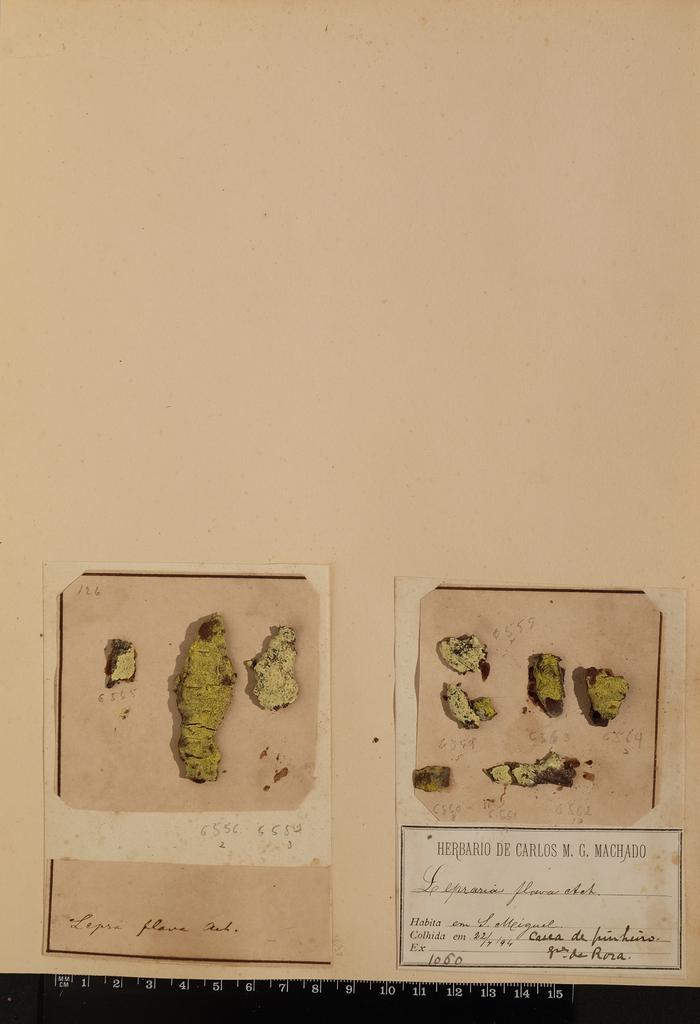 Chrysothrix candelaris (L.) J. R. Laundon