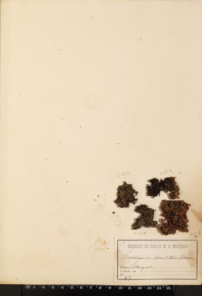 Leptogium gelatinosum (With.) J. R. Laundon