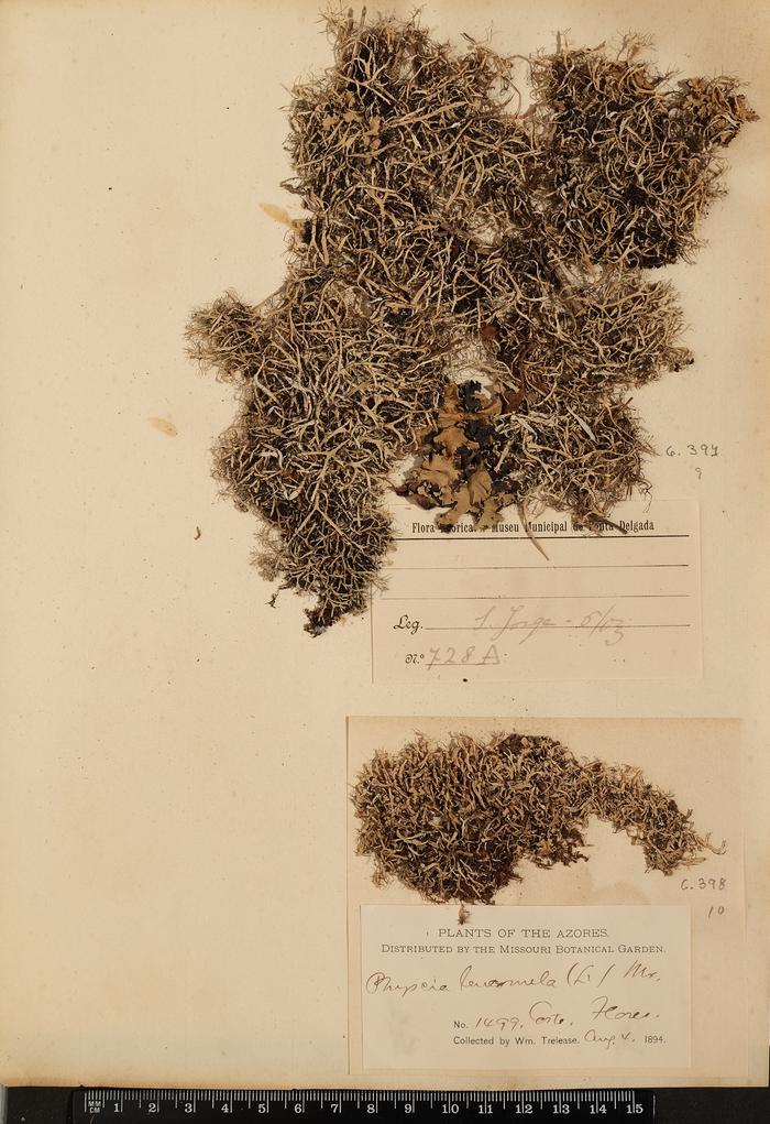 Physcia leucomelaena Ach.