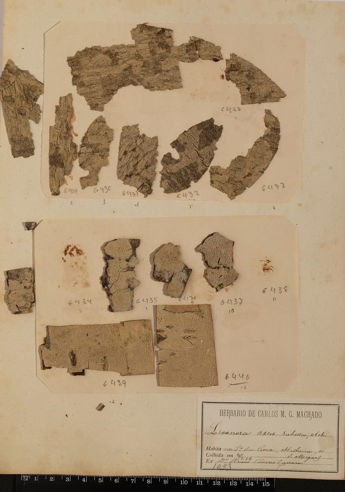 Lecanora albella (Pers.) Ach.