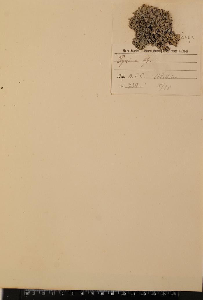 Pyxine sp.