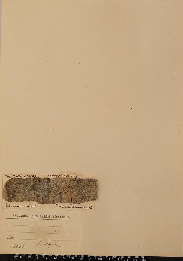 Lecanora chlarotera Nyl.