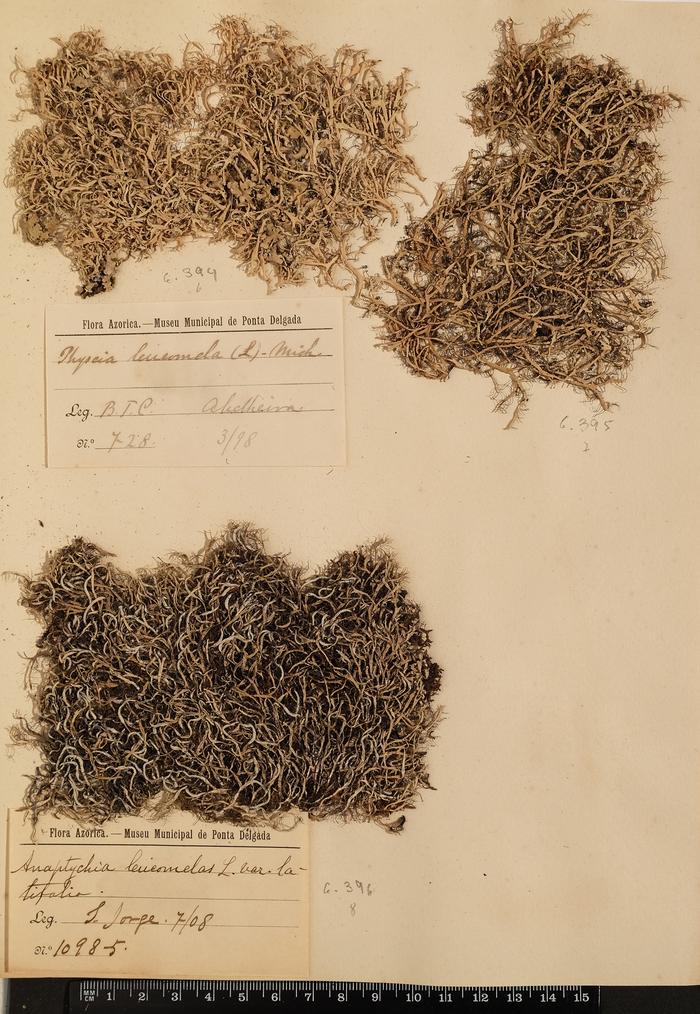 Physcia leucomelaena Ach.