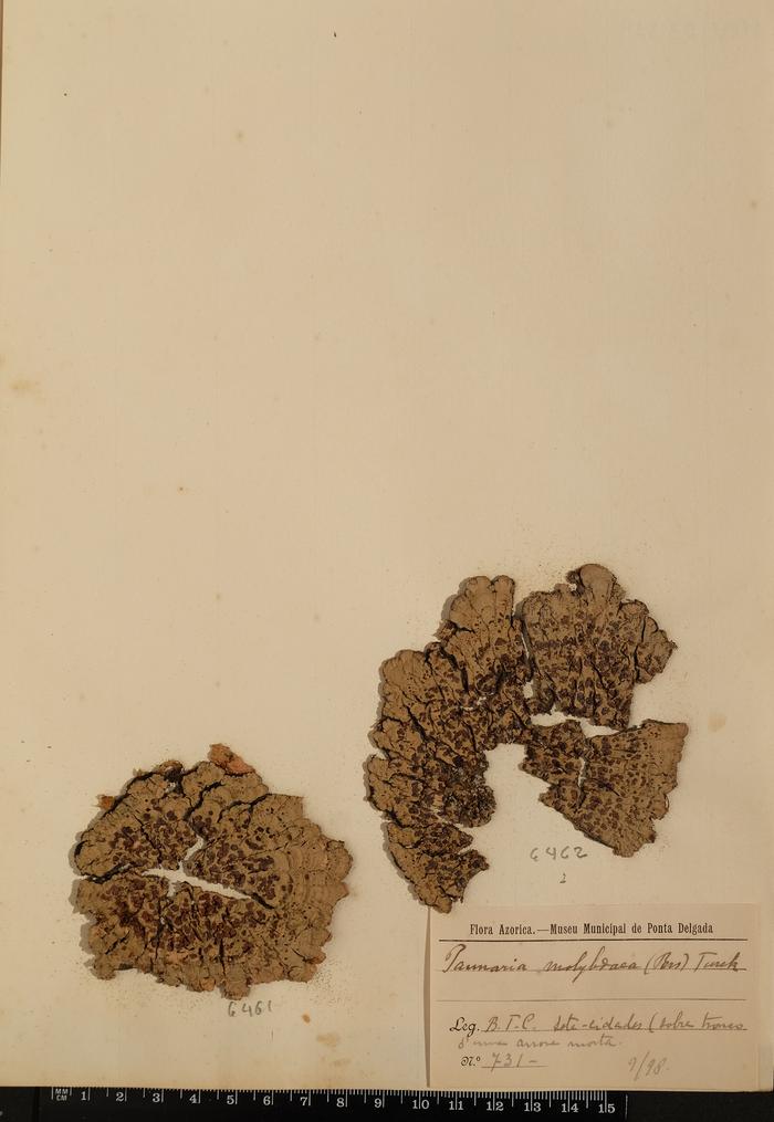 Degelia plumbea (Lightf.) P. M. Jørg. & P. James