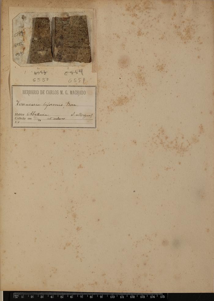 Anisomeridium biforme (Borrer) R. C. Harris