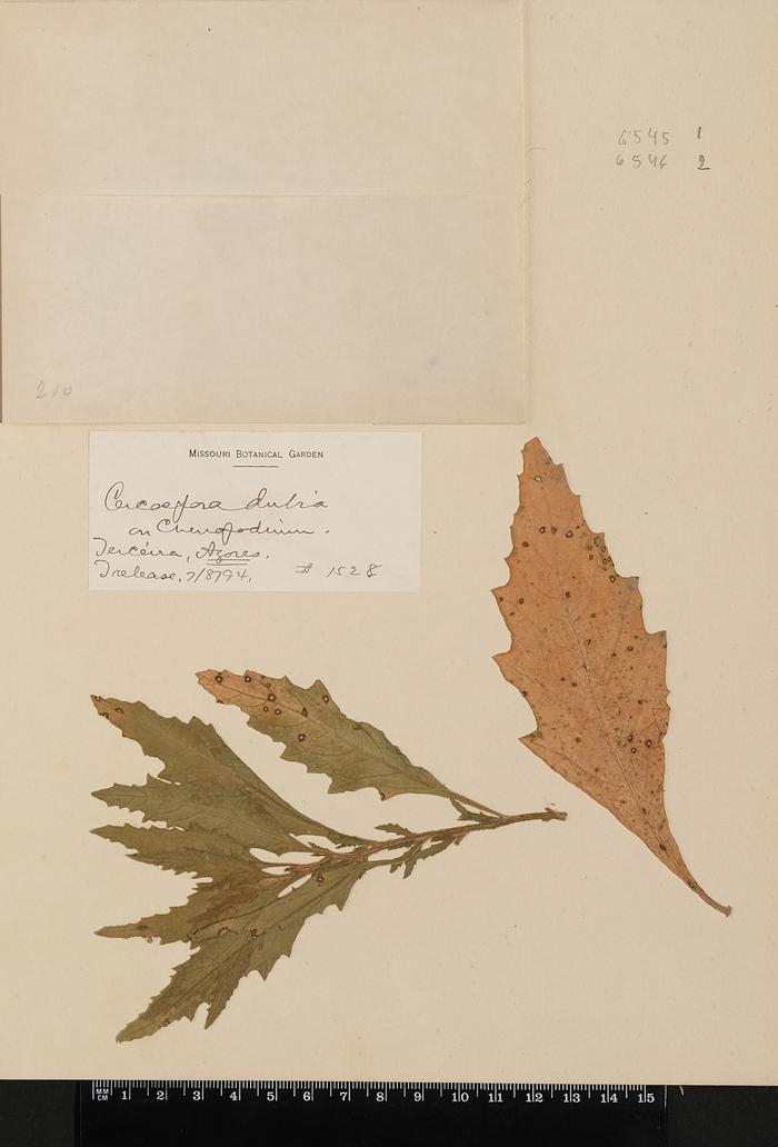 Passalora spegazzinii (Sacc.) U. Braun