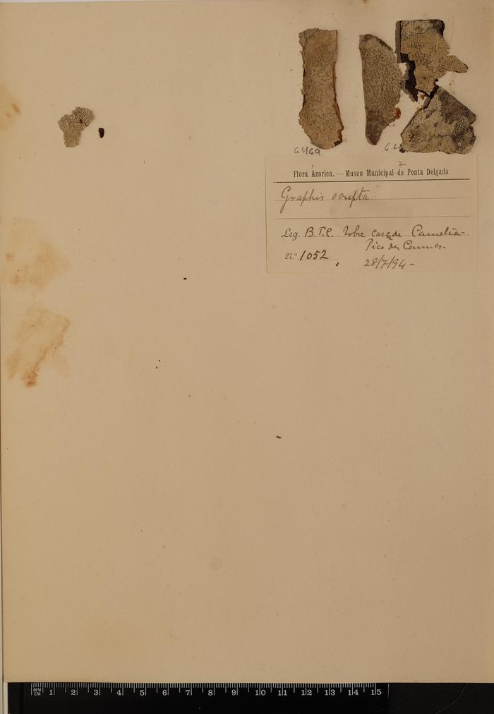 Graphis scripta (L.) Ach.