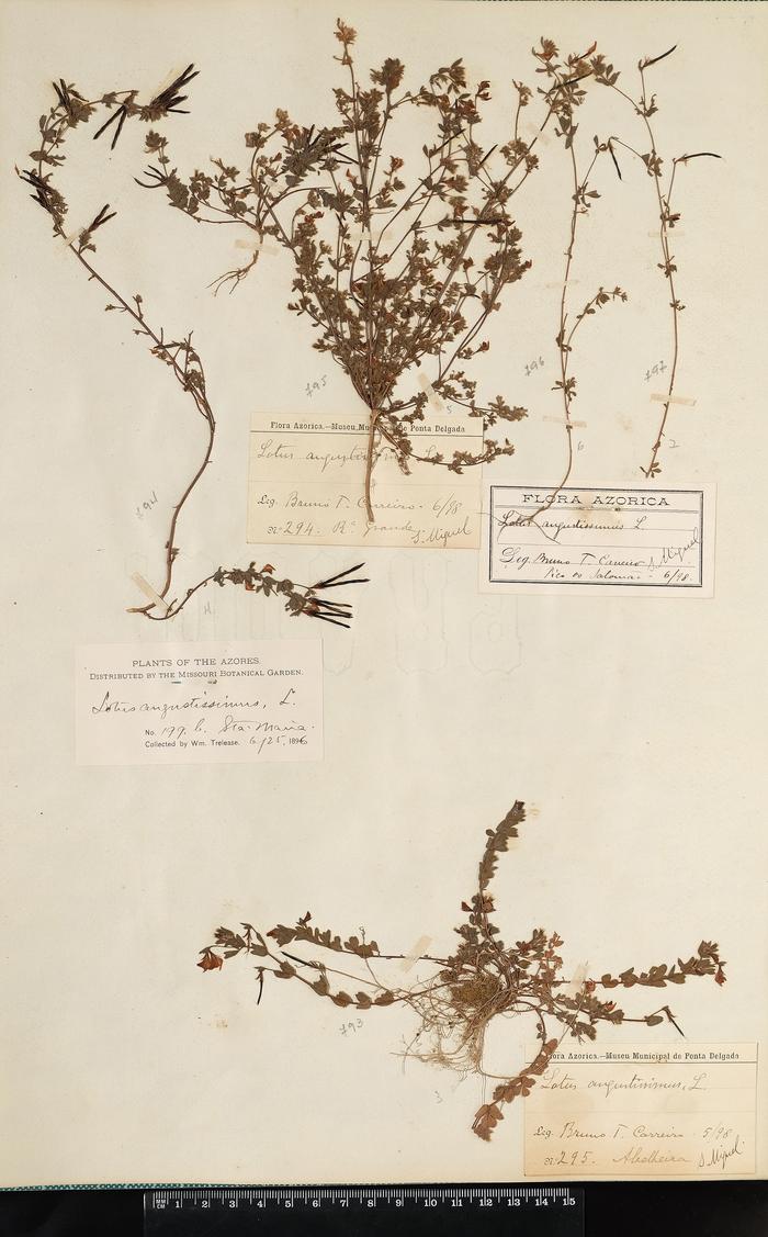 Lotus angustissimus L.