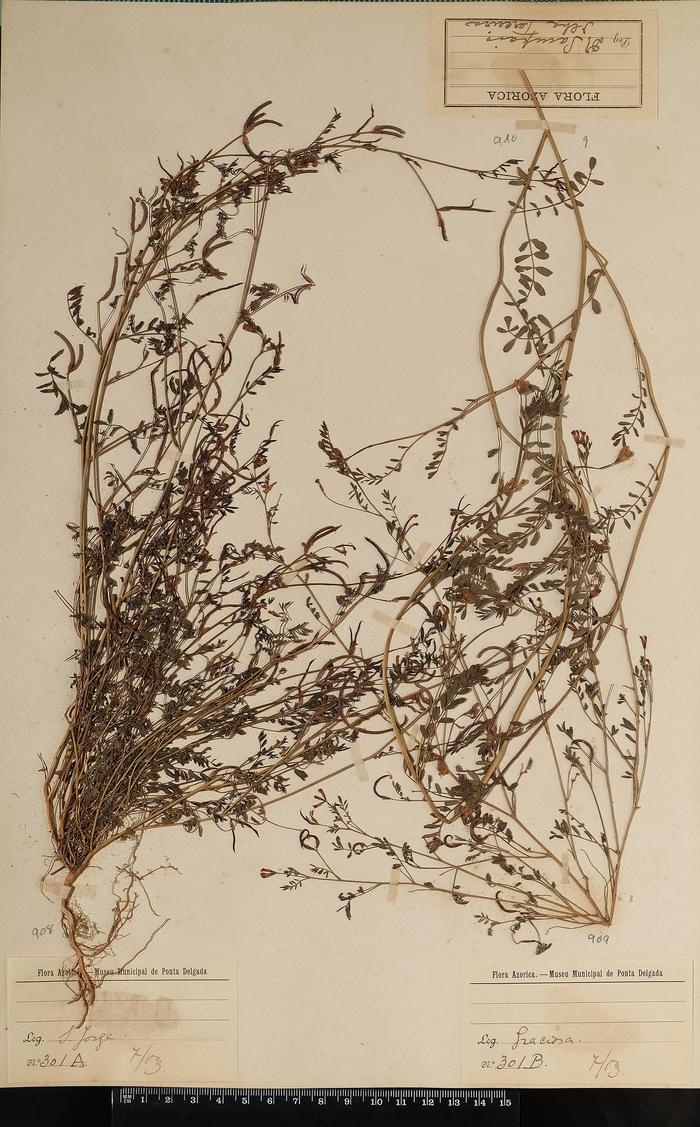 Ornithopus pinnatus (Mill.) Druce