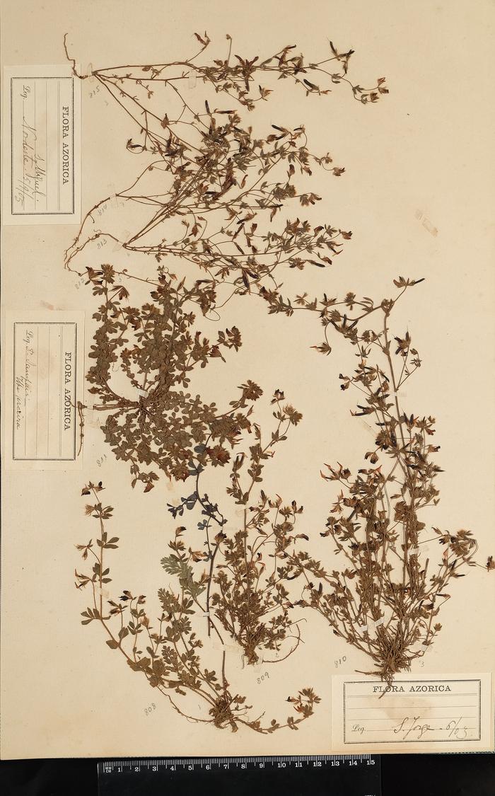 Lotus subbiflorus Lag.