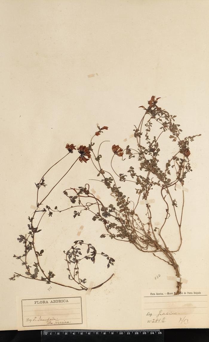 Lotus pedunculatus Cav.