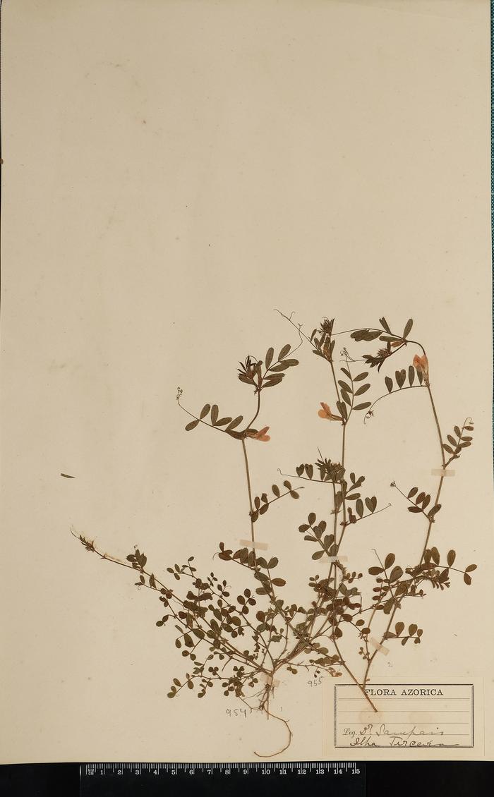 Vicia sativa L. subsp. nigra (L.) Ehrh.