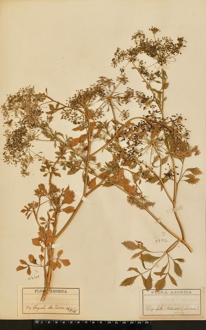Ammi huntii H. C. Watson