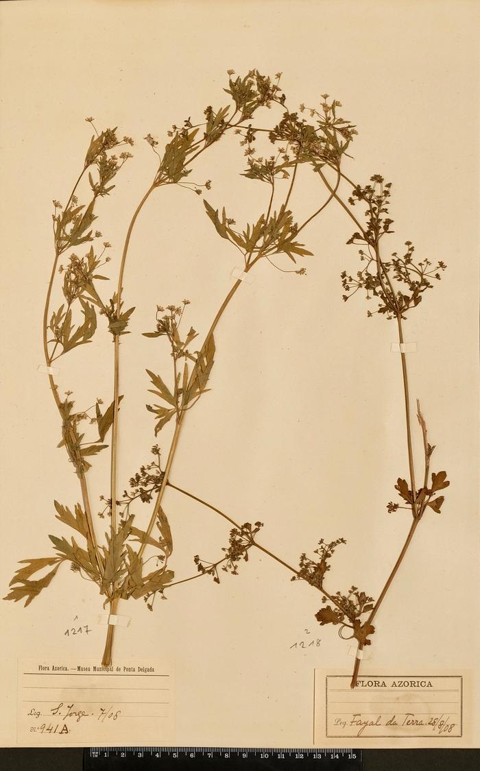 Apium graveolens L.;Apium graveolens L.