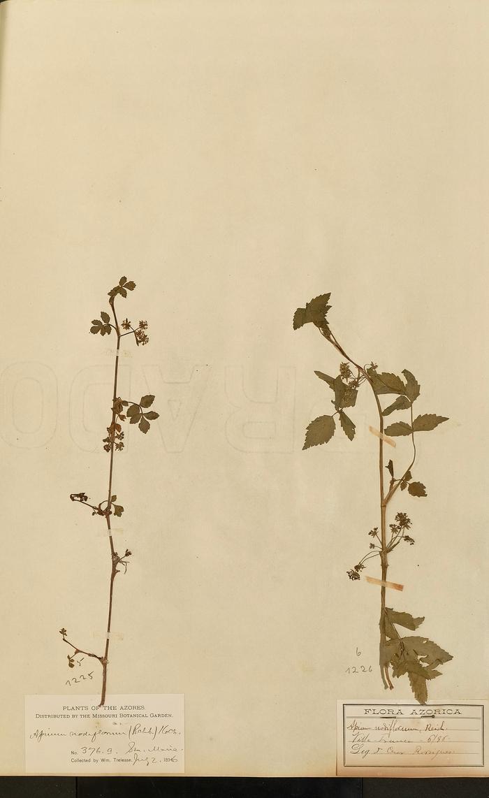 Apium nodiflorum (L.) Lag.