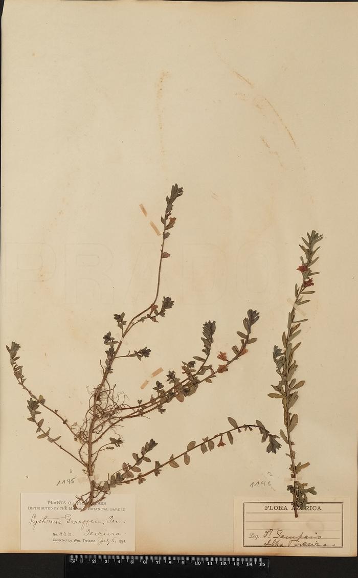 Lythrum junceum Banks & Sol.