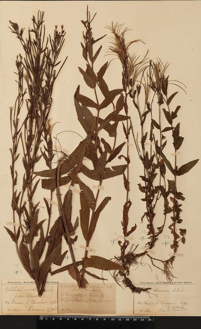 Epilobium obscurum Schreb.