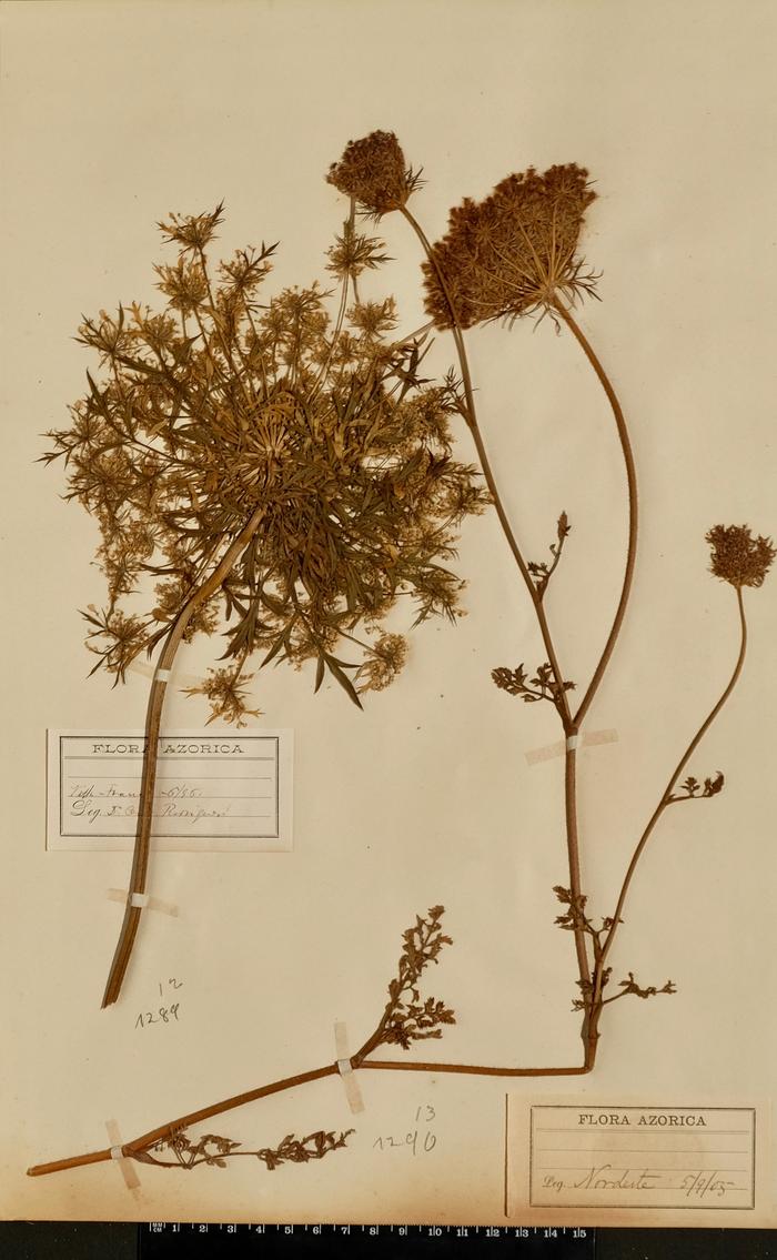 Daucus carota L.