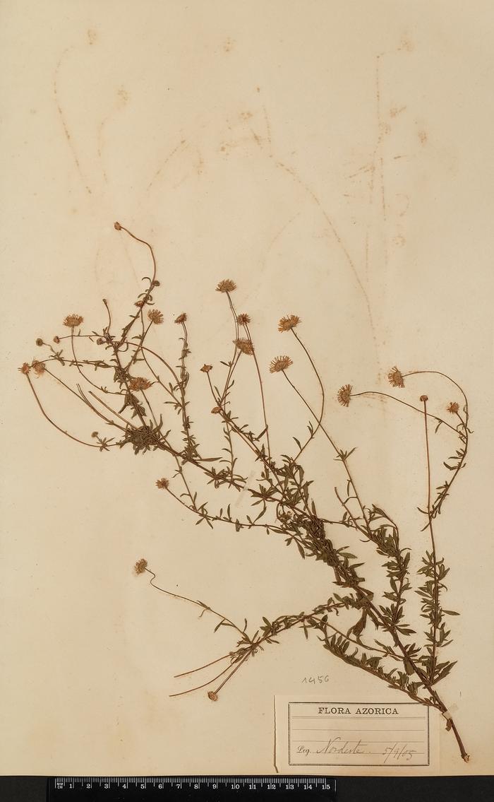 Erigeron karvinskianus DC.