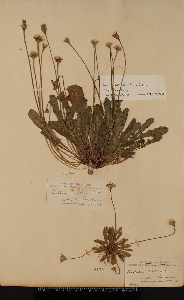 Leontodon saxatilis Lam. subsp. longirostris  (Finch &amp; P. D. Sell) P. Silv
