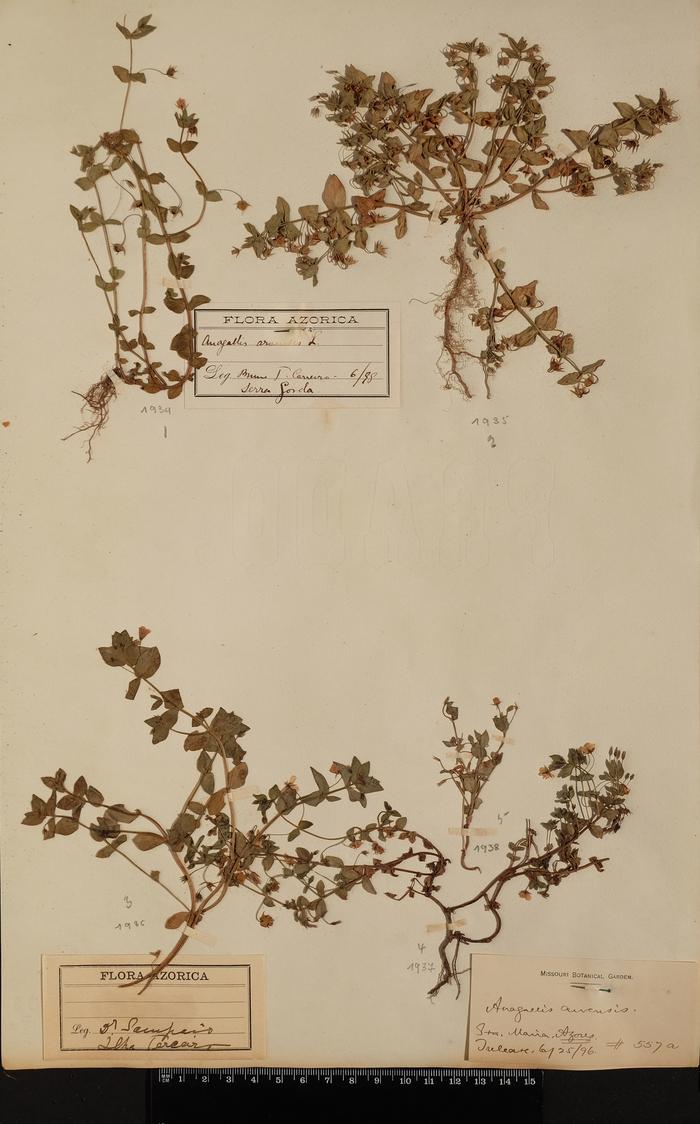 Anagallis arvensis L.;Anagallis arvensis L.
