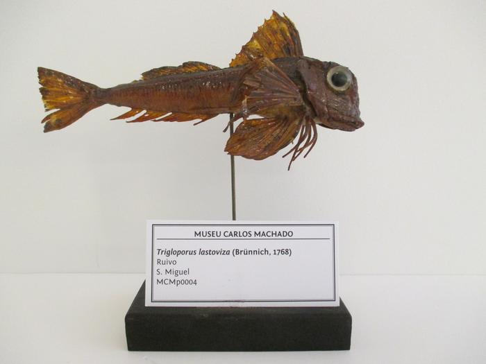 Chelidonichthys lastoviza (Bonnaterre, 1788)