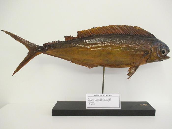 Coryphaena equiselis Linnaeus, 1758