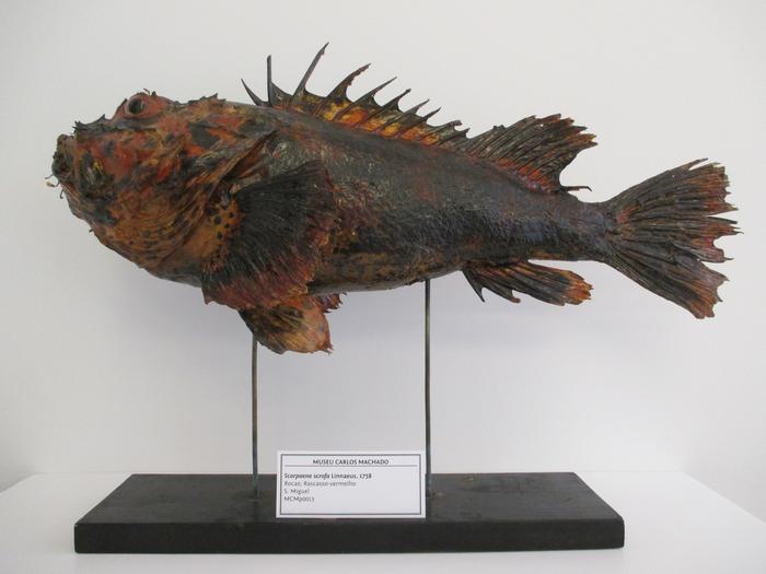 Scorpaena scrofa Linnaeus, 1758