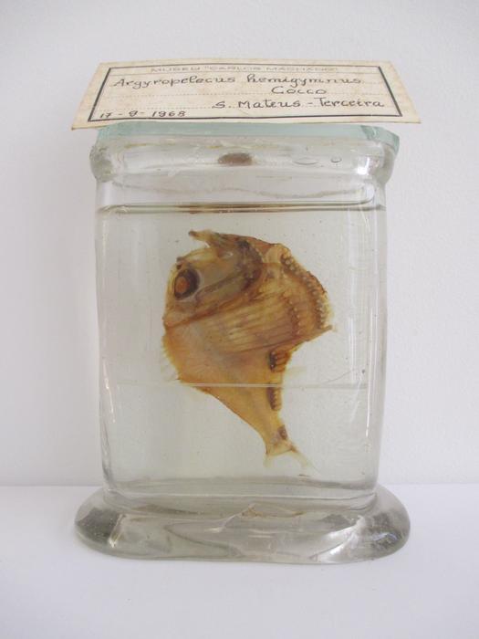 Argyropelecus hemigymnus Cocco, 1829