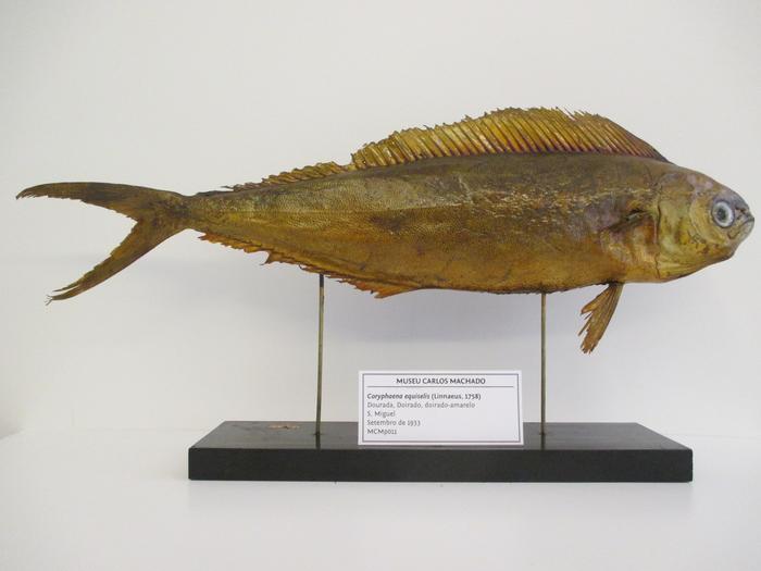Coryphaena equiselis Linnaeus, 1758