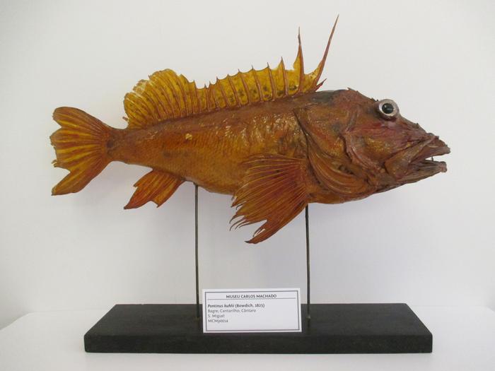 Pontinus kuhlii (Bowdich, 1825)