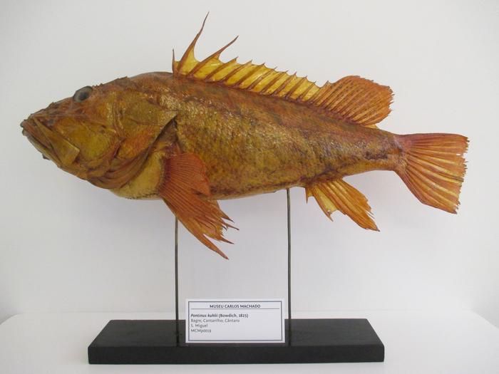 Pontinus kuhlii (Bowdich, 1825)