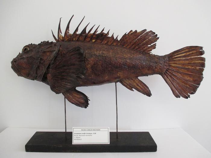 Scorpaena scrofa Linnaeus, 1758