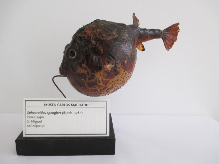 Sphoeroides spengleri (Bloch, 1785)