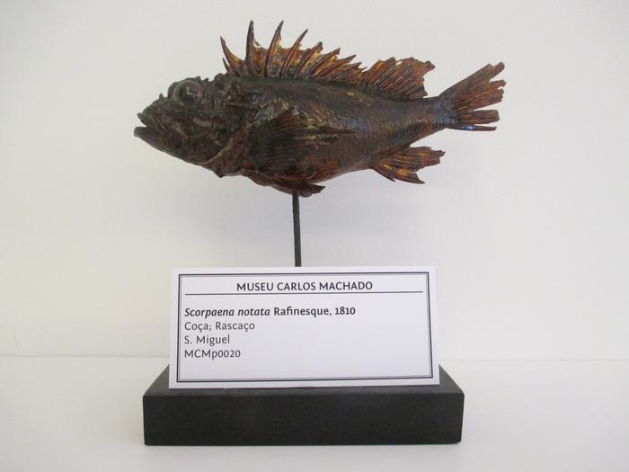 Scorpaena notata Rafinesque, 1810