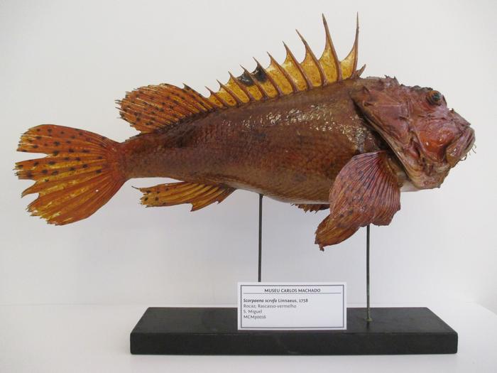 Scorpaena scrofa Linnaeus, 1758