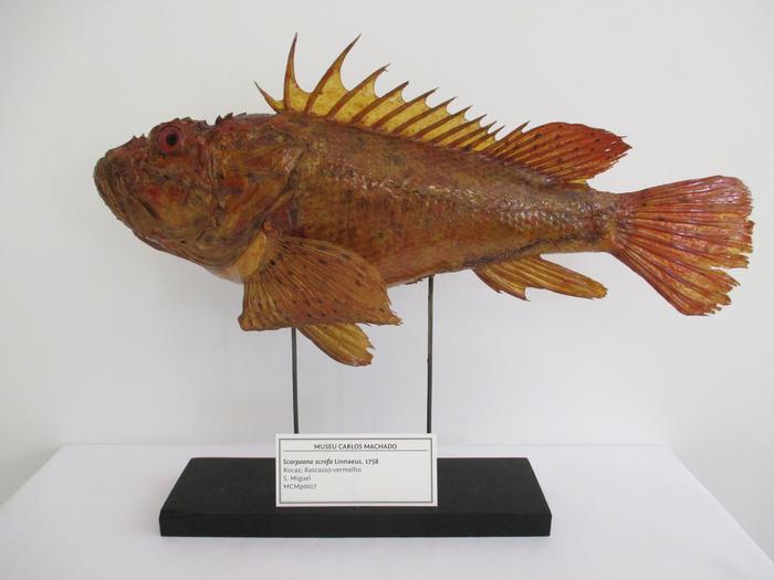 Scorpaena scrofa Linnaeus, 1758