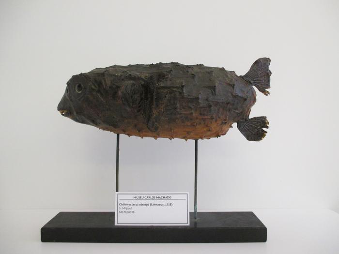 Chilomycterus reticulatus <b>(Linnaeus, 1758)</b>